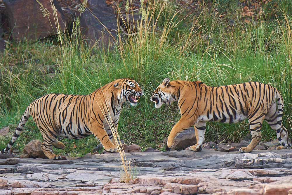 Tournee des Tigres de l'Inde 