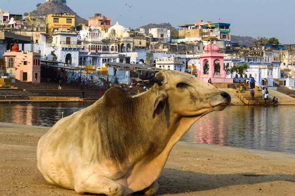 Vacances au Rajasthan 